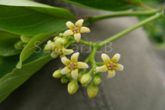 Decalepis hamiltonii